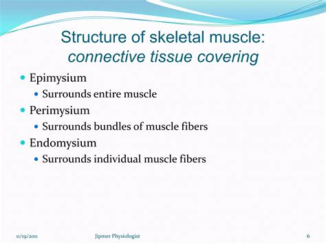 Image result for Skeletal Muscle Function