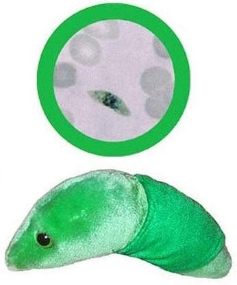 GIANT Micro Malaria Plasmodium Falciparum Educational Plush - 9 cm ...
