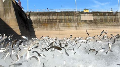 Carp jumping at Lake Barkley Dam | FWS.gov