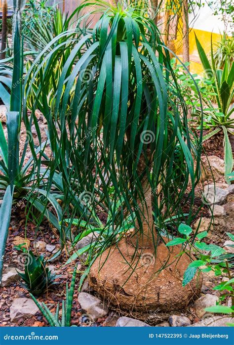 What Is An Elephant Foot Plant at Leo Brodbeck blog