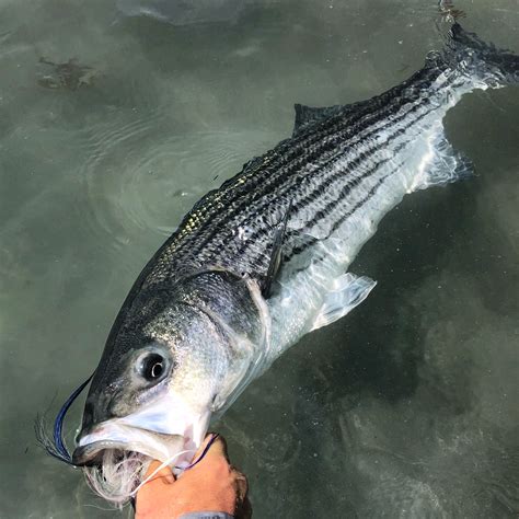 Image result for Catching Big Fish Tips