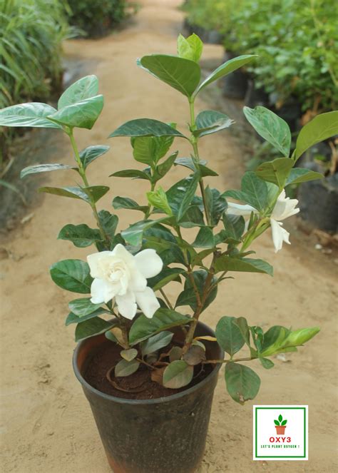 Buy Gandharaj Flower Plant Online at Nursery NIsarga
