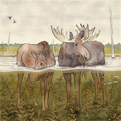 Why is a moose's nose so big? | UAF news and information