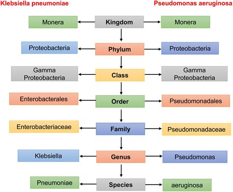 Identification and Exploration of Transcripts Involved in Antibiotic Resistance Mechanism of Two ... - species of klebsiella