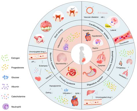 Anaesthesia in Early Pregnancy 的图像结果