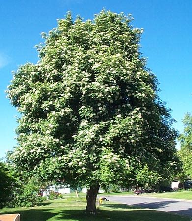 Image result for Mountain Ash Tree Problems