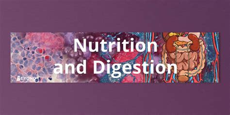Digestion and Nutrition Banner | Save time planning