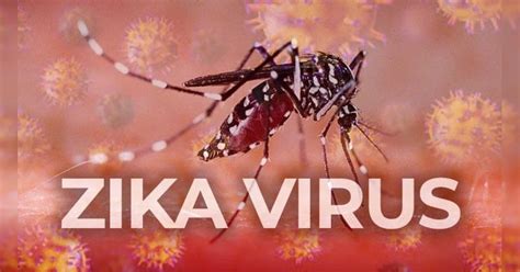 जाणून घेऊ या! झिकाः आजार, लक्षणे व उपचार - zika virus diseases ...