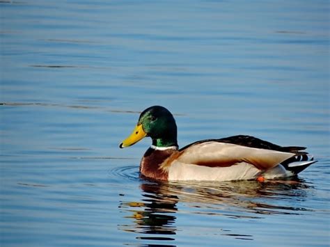 Image result for Animals Using Sign Language
