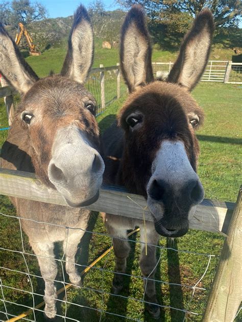 TY BACH HOLIDAYS (Corwen) - Campground Reviews & Photos - Tripadvisor