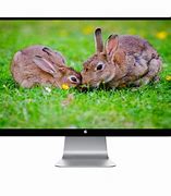 Image result for A Picture of Five Cute Bunnies