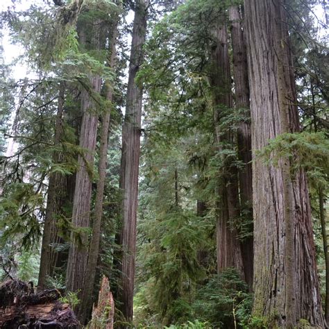 REDWOOD NATIONAL AND STATE PARKS (2026) All You Need to Know BEFORE You ...