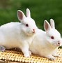 Image result for Baby Bunny Background