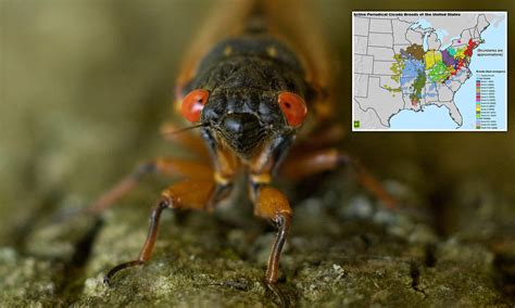 Image result for Alien Insect Creatures