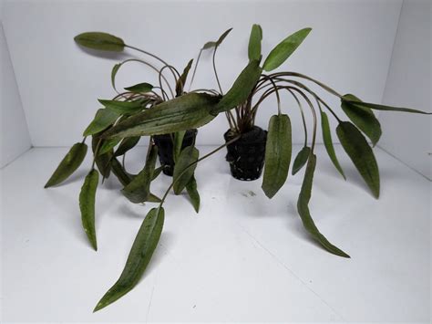 Cryptocoryne Axelrodi - AP090 – Splashy Fin Aquarium Bengaluru