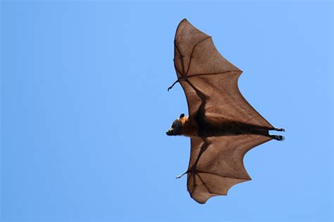 Image result for Bat-File Notepad Automatically On Start Up