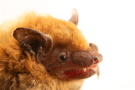 A female big brown bat (Eptesicus fuscus pallidus) - Joel Sartore