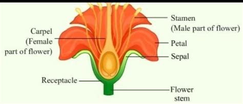 make a labelled drawings of a stamen and pistil to show their various ...