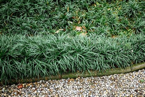 25 Evergreen Ground Covers That Add Year-Round Color - Garden Betty