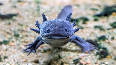 Do Axolotls Have Teeth? Let's Dig In! - Hey Dorothea