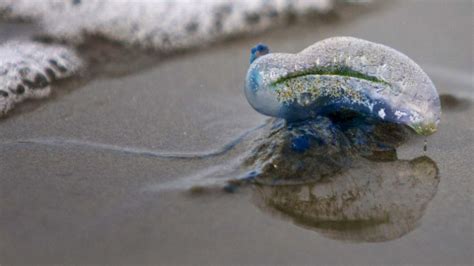 What Happens If A Dog Eats A Blue Bottle Jellyfish