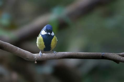 Nature Black and White 的图像结果