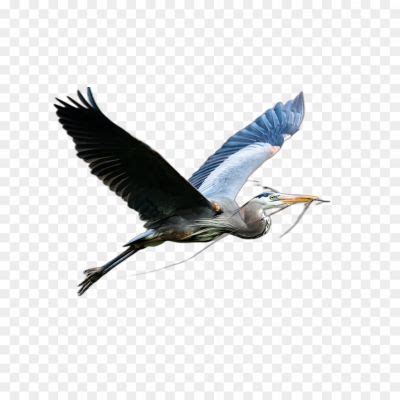 Pelican Bird High Resolution Isolated PNG - Pngsource