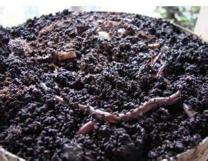 Nav Chetna Agro Center Producer Company Limited - Eucalyptus Plant ...