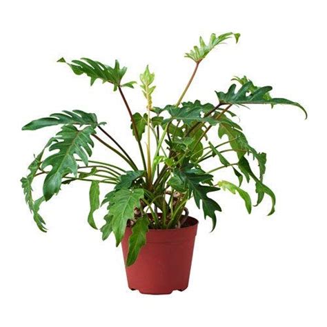 Green Paradise® Plant Xanadu Air Purifying Philodendron Golden Green ...