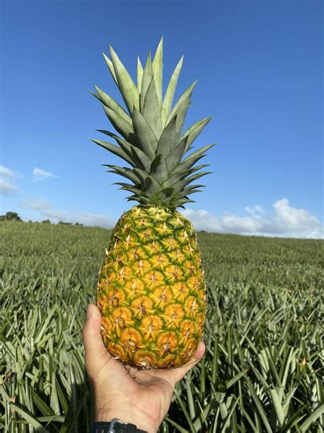 Tropical Pineapples | Fresh Pineapples from Costa Rica | Buy in Bulk