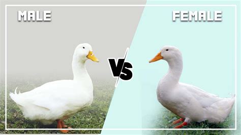 10 Types of Pekin Ducks: Identification With Pictures