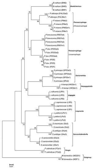 Mitochondrial DNA-Based Identification of Forensically Important Flesh ...
