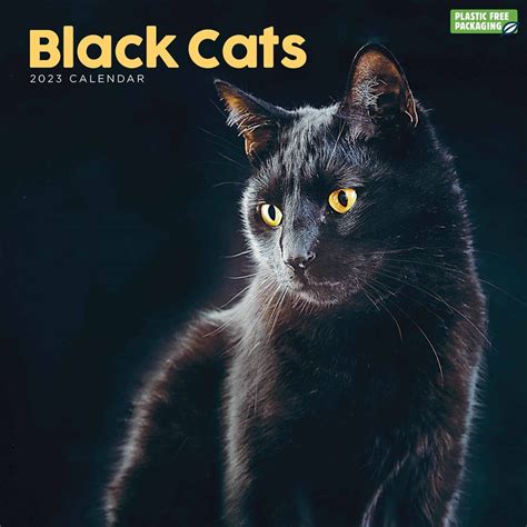 Black Cats Square Wall Calendar 2023 : Amazon.in: Books