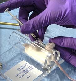 Image result for Mouse Intramuscular Injection