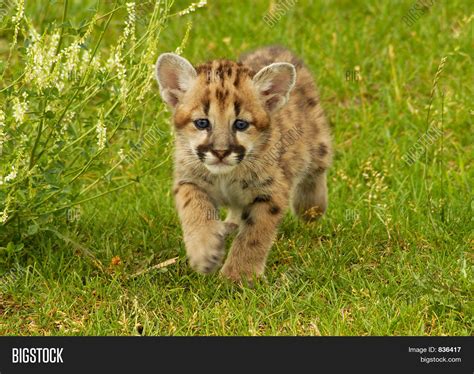 Baby Mountain Lion Image & Photo (Free Trial) | Bigstock