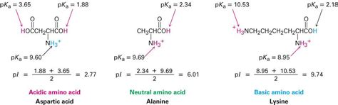 pH-titration of amino acids and small peptides, and estimation of ...