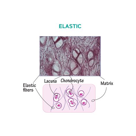 Elastic Cartilage Labeled Ground Substance What Is Cartilage?