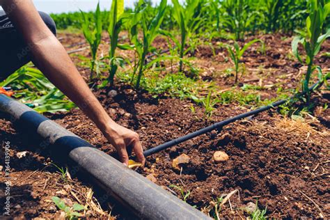 灌溉 的图像结果