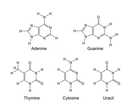 Purines And Pyrimidines In Dna Model