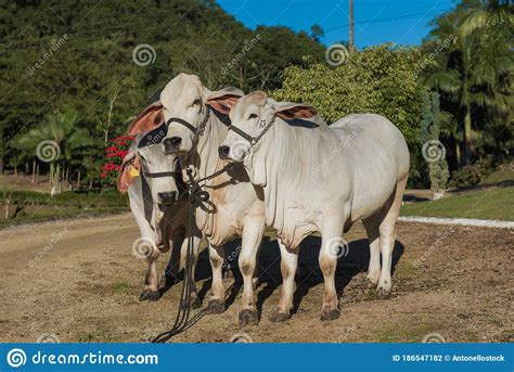 Breeding of the Brahman Cattle Breed. Stock Photo - Image of rearing ...