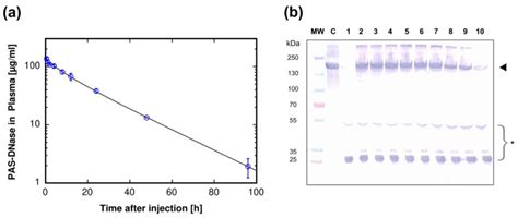 Development of a Clonal and High-Yield Mammalian Cell Line for the ...