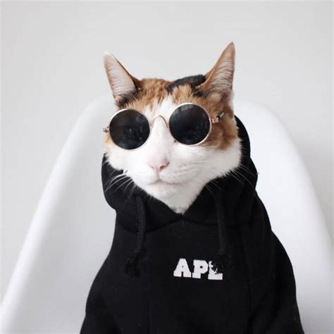 Cat With Glasses