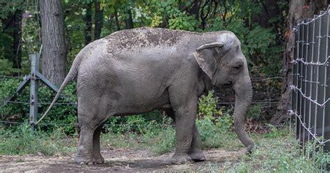 New York Court Rules Bronx Zoo Elephant Happy Doesn't Have Human Rights