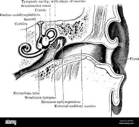 Internal Auditory Meatus Anatomy Coloring Pages [2025]