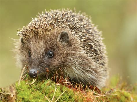 Do Hedgehogs Eat When They Hibernate