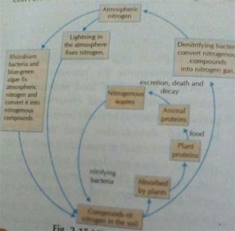 With the help of digram only explain nitrogen cycle - Brainly.in