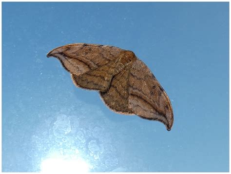 Motýli (Lepidoptera) - Bobův fotoblog