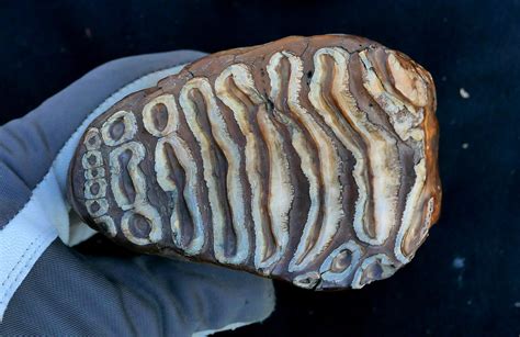 World’s Oldest Microbial DNA Discovered in Ancient Mammoth Remains