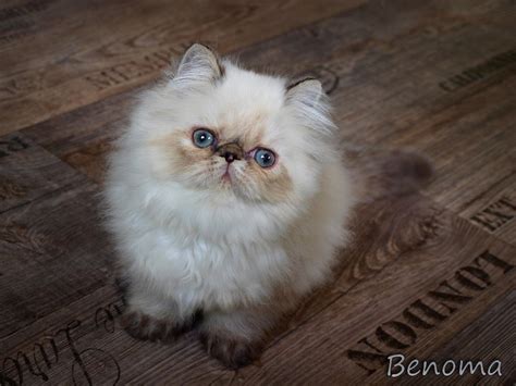 Perser Himalayan mit Stammbaum in schönfeld | Tiere | Kleinanzeigen