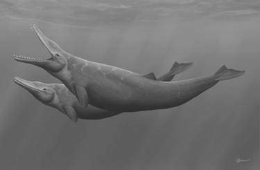 Image result for Ankylorhiza Minecraft Tutorial